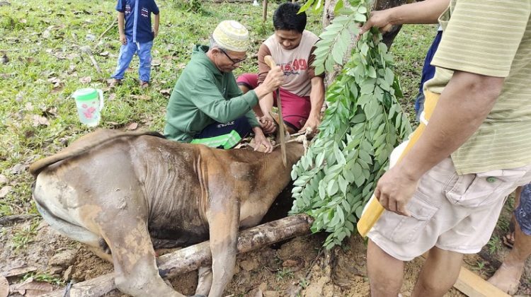 Bosowa Sembelih 21 Ekor Sapi saat Idul Adha